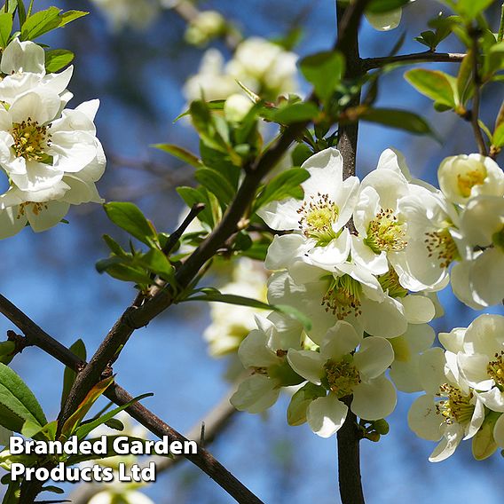 Chaenomeles speciosa 'Nivalis'