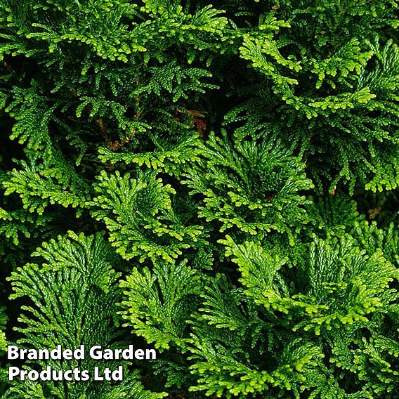 Chamaecyparis obtusa 'Nana Gracilis'