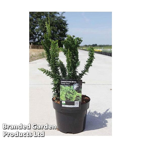 Chamaecyparis pisifera 'Teddy Bear'