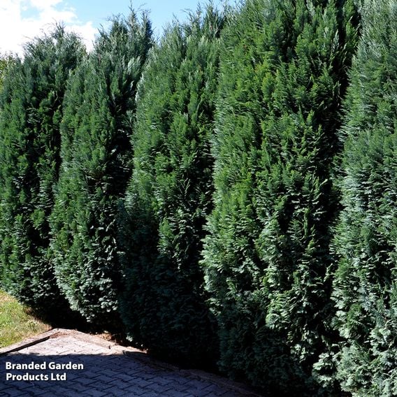 Chamaecyparis lawsoniana 'Columnaris Glauca'