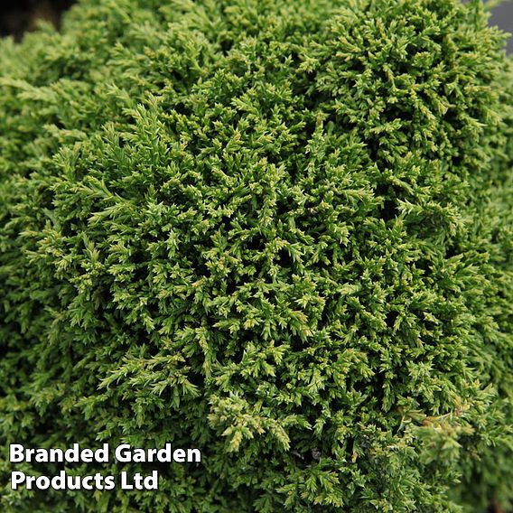 Chamaecyparis pisifera 'Hime-Sawara'