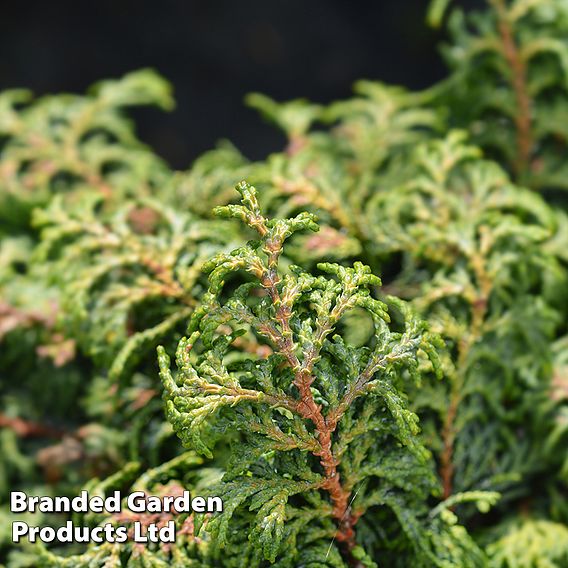 Chamaecyparis obtusa 'Maureen'