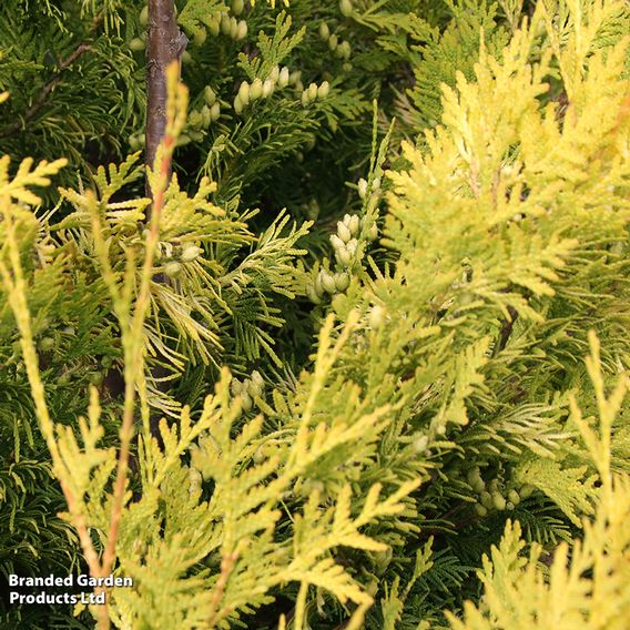Chamaecyparis obtusa 'Melody'