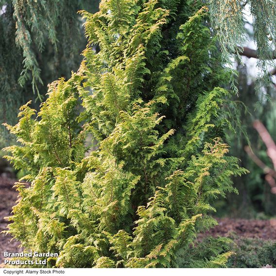 Chamaecyparis obtusa 'Melody'