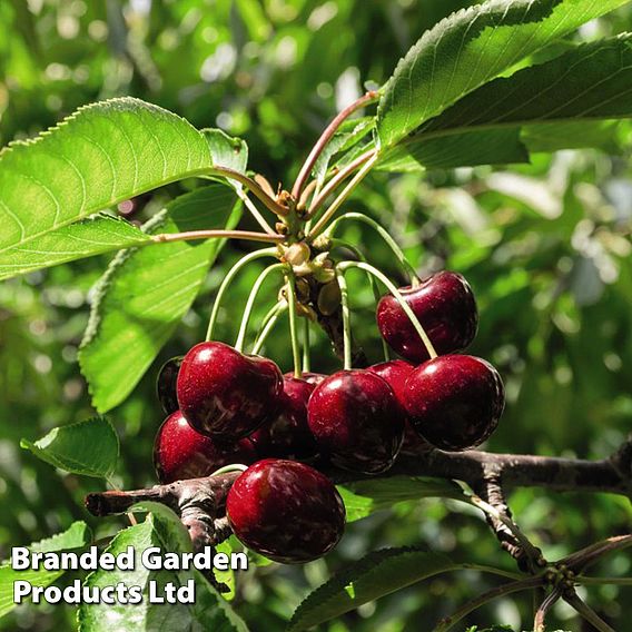 Patio Cherry Sylvia