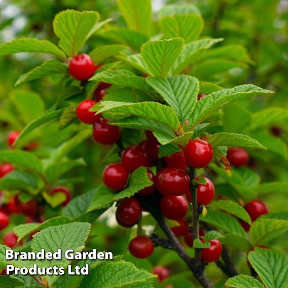 Patio Cherry Sylvia