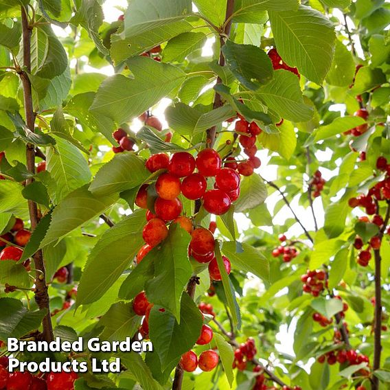 Patio Cherry Sylvia