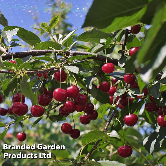 Cherry 'Crown Morello'