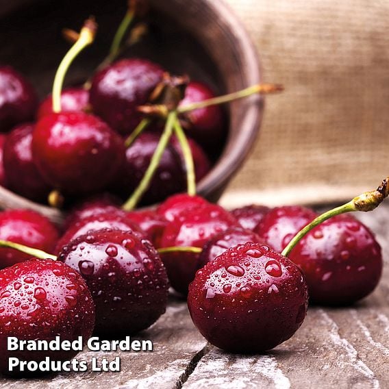 Cherry Duo Patio Fruit Trees