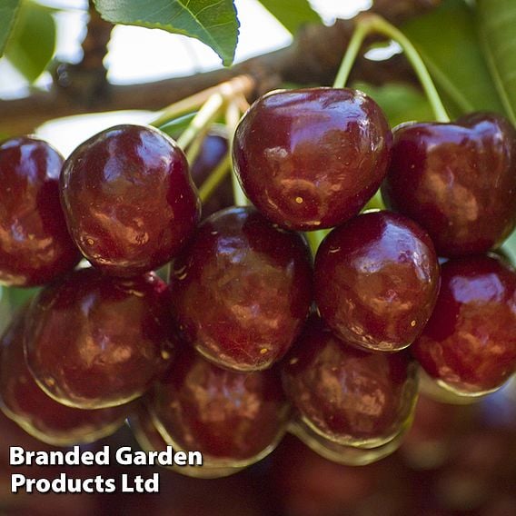 Cherry Duo Patio Fruit Trees