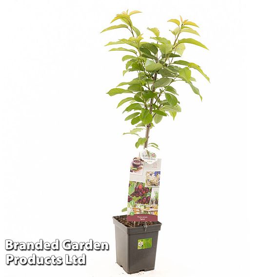 Cherry 'Sylvia Column'