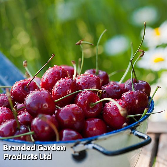 Cherry 'Sylvia Column' (Patio Cherry)