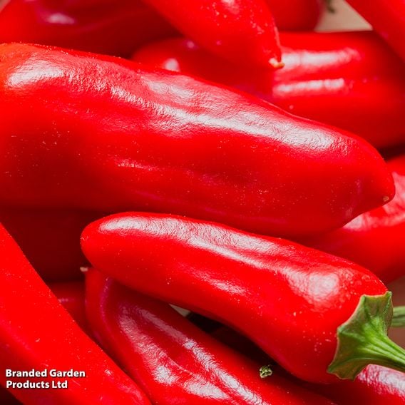Chilli Pepper 'Apache' F1