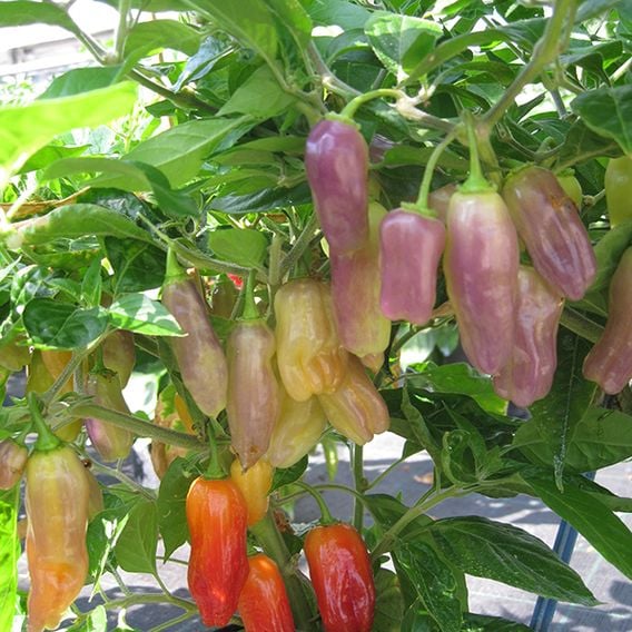 Chilli Pepper 'Aroma' - Seeds