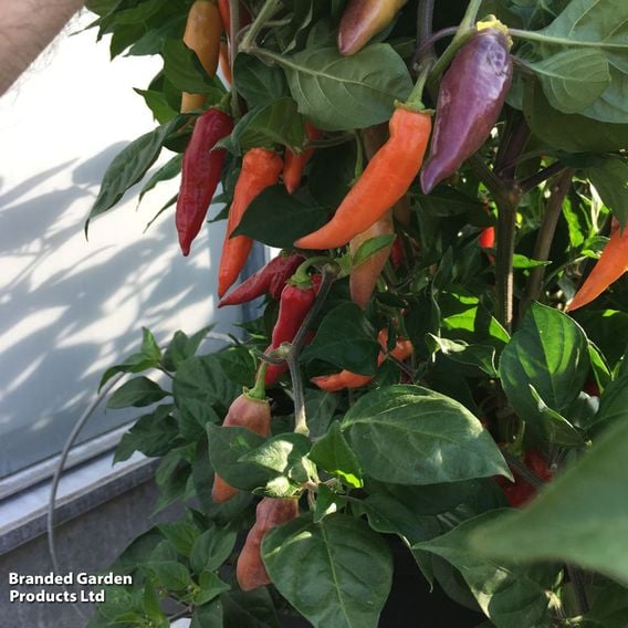 Chilli Pepper 'Aroma' - Seeds