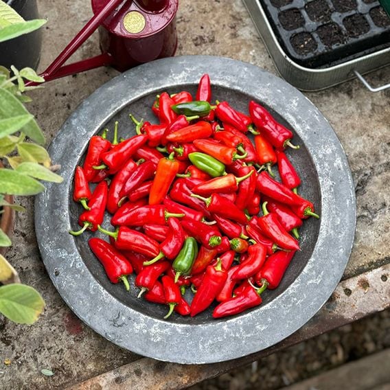 Chilli Pepper 'Baby Jalapeno' (Patio Pepper)