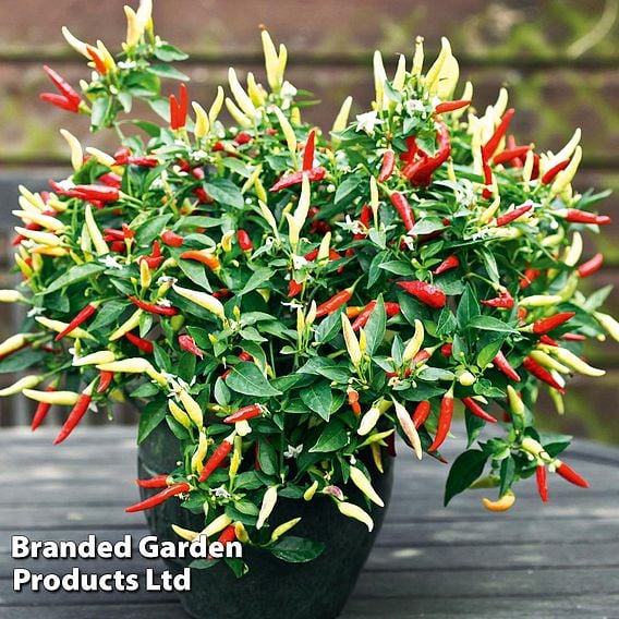 Chilli Pepper 'Basket of Fire' F1