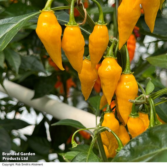 Chilli Pepper 'Biquinho Yellow' - Seeds