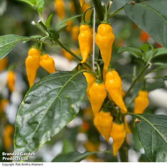 Chilli Pepper 'Biquinho Yellow' - Seeds