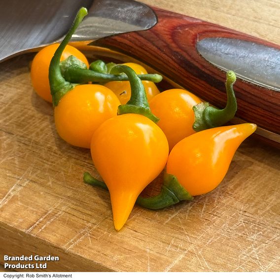 Chilli Pepper 'Biquinho Yellow' - Seeds