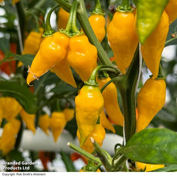 Chilli Pepper 'Biquinho Yellow' - Seeds