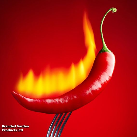 Nurseryman's Choice Chilli Pepper