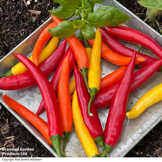 Nurseryman's Choice Chilli Pepper