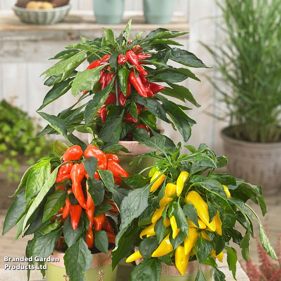 Nurseryman's Choice Chilli Pepper