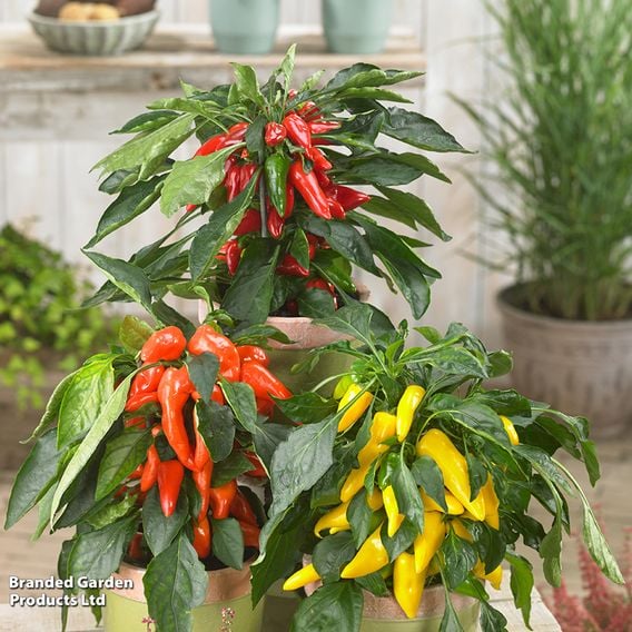Chilli Pepper 'Galaxy Tri-Colour' F1 - Seeds