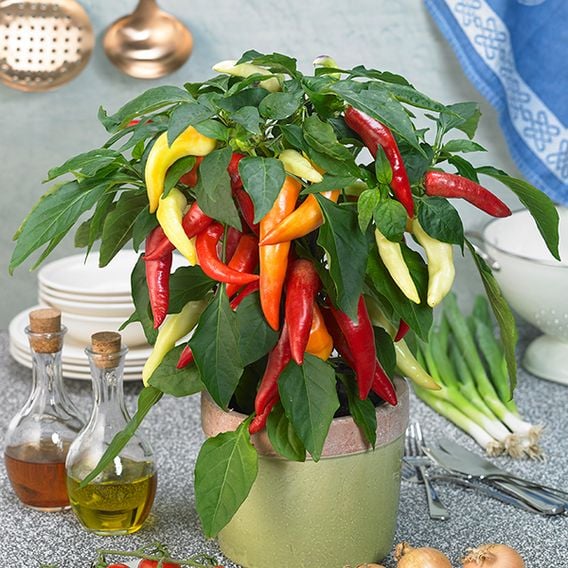 Chilli Pepper 'Galaxy Tri-Colour' F1 - Seeds