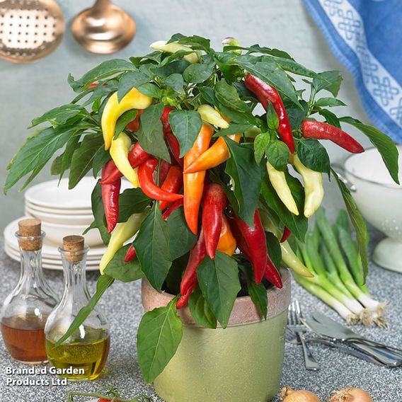 Chilli Pepper 'Galaxy Tri-Colour' F1 - Seeds