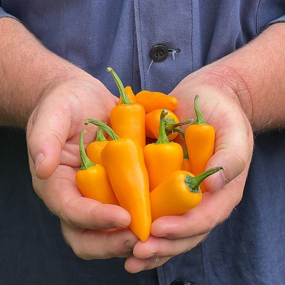 Chilli Pepper 'Golden Jalapeno'