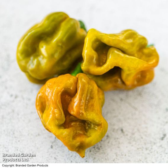Chilli Pepper 'Gator'