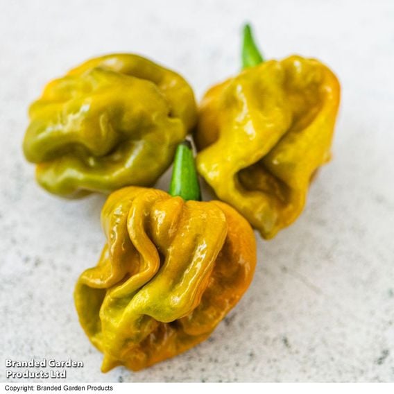 Chilli Pepper 'Gator'