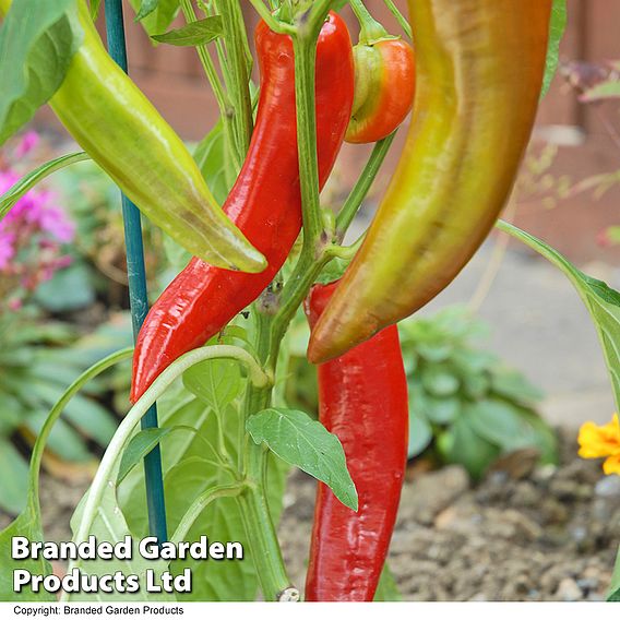 Chilli Pepper 'Hot Banana'