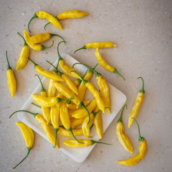 Chilli Pepper 'Hot Lemon' - Seeds