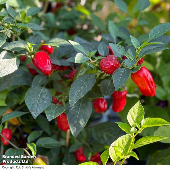 Chilli Pepper 'Hot Pot' - Seeds