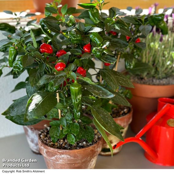 Chilli Pepper 'Hot Pot' - Seeds