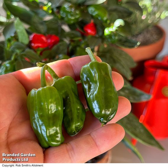 Chilli Pepper 'Hot Pot' - Seeds