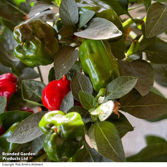 Chilli Pepper 'Hot Pot' - Seeds