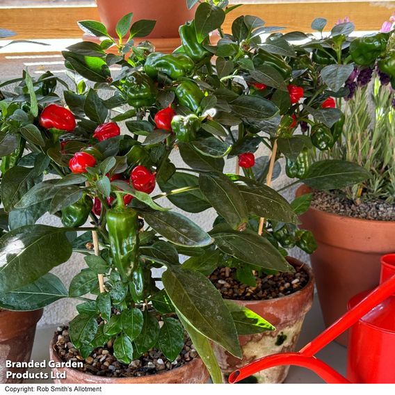 Chilli Pepper 'Hot Pot' - Seeds