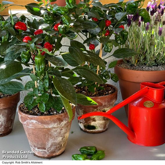 Chilli Pepper 'Hot Pot' - Seeds
