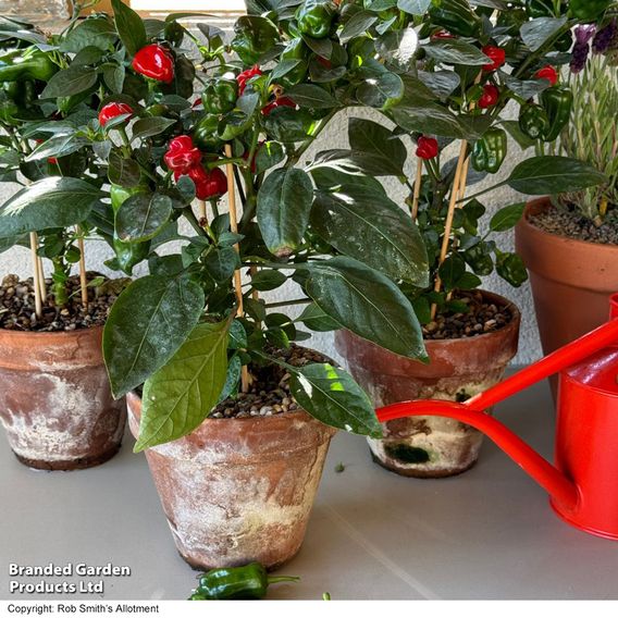 Chilli Pepper 'Hot Pot' - Seeds