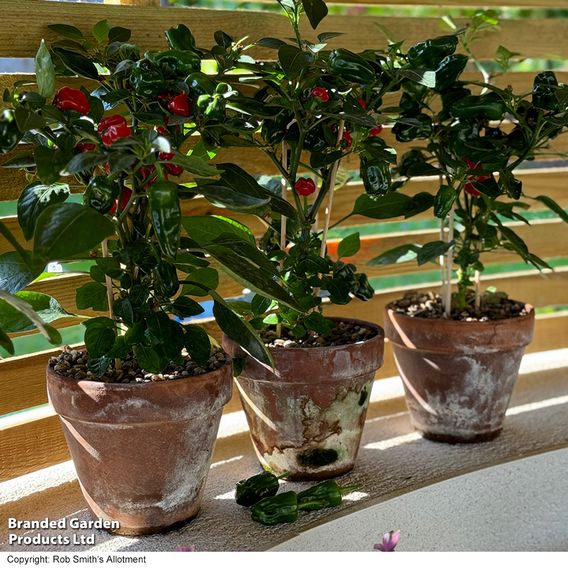 Chilli Pepper 'Hot Pot' - Seeds