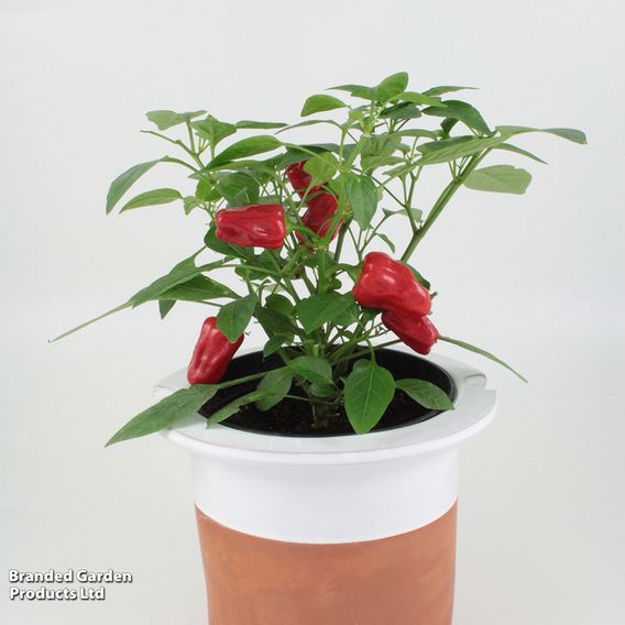 Chilli Pepper 'Hot Pot' - Seeds