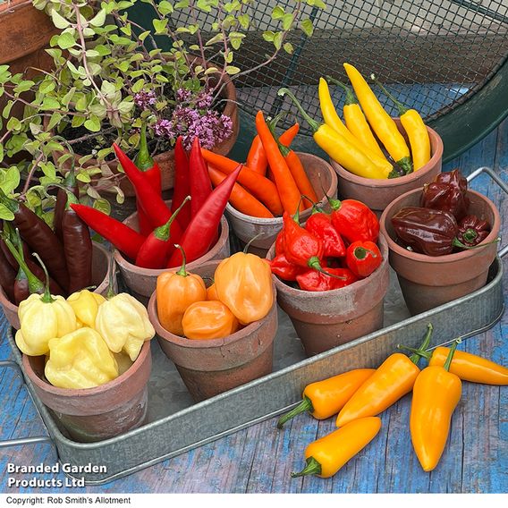 Nurseryman's Choice Chilli Pepper
