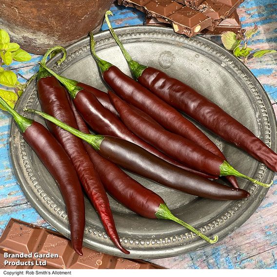 Chilli Pepper Hot Collection