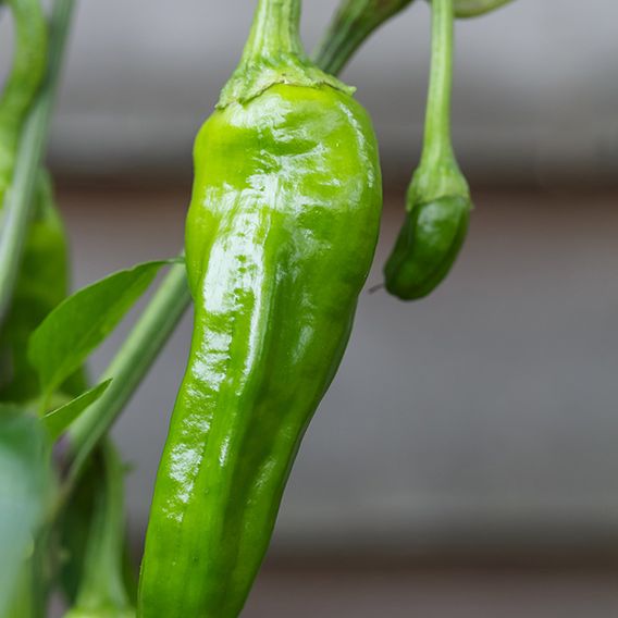 Chilli Pepper 'Padron' - Seeds