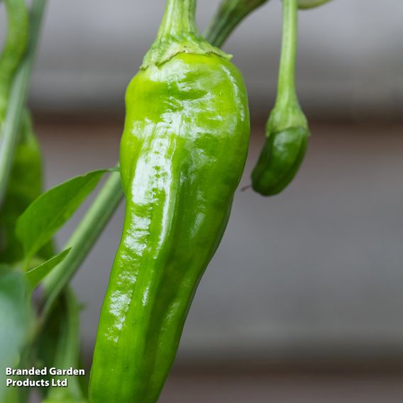 Chilli Pepper 'Padron' - Seeds