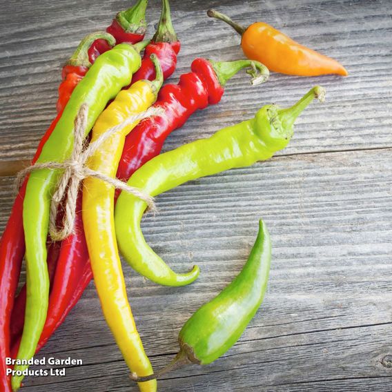 Nurseryman's Choice Chilli Pepper